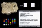 Foto (Objekt + Etikett) von Pithonoton sp.  (NHMW-GEO-1990-0041-2498)